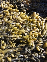 Ascophyllum nodosum