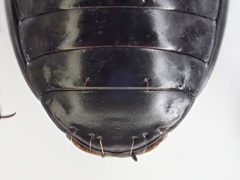 Pterostichus isabellae