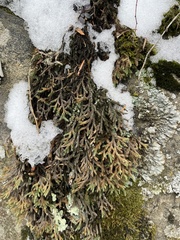 Selaginella underwoodii