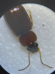 Agonoleptus conjunctus
