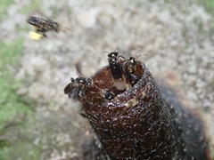 Tetragonilla collina