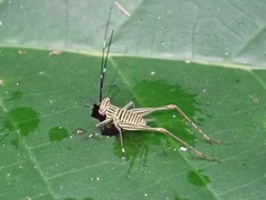Nisitrus musicus