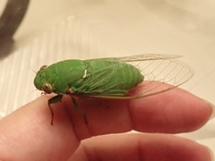 Dundubia