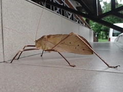 Arachnacris tenuipes