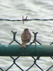 Passerculus sandwichensis beldingi
