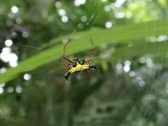 Actinacantha globulata