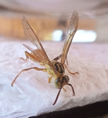 Mischocyttarus angulatus