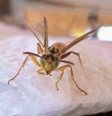 Mischocyttarus angulatus