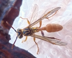 Mischocyttarus angulatus