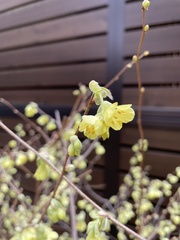 Corylopsis spicata