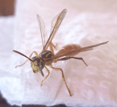 Mischocyttarus angulatus
