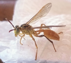 Mischocyttarus angulatus