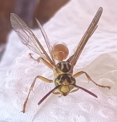 Mischocyttarus angulatus