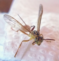 Mischocyttarus angulatus
