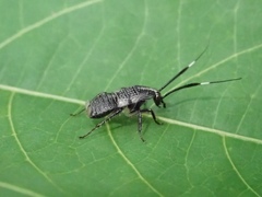 Hemithyrsocera histrio
