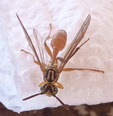 Mischocyttarus angulatus