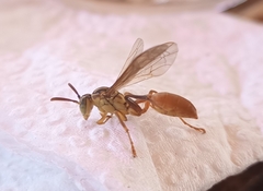 Mischocyttarus angulatus
