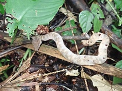 Craspedocephalus borneensis