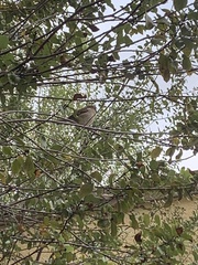 Zonotrichia atricapilla
