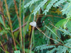 Leptotes cassius cassidula