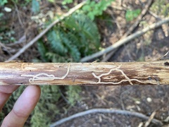 Phloeosinus sequoiae
