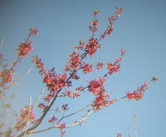 Acer rubrum