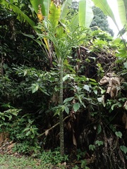 Amorphophallus lambii