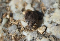 Holcostethus abbreviatus