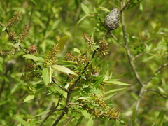 Salix petiolaris