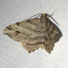 Macaria multilineata