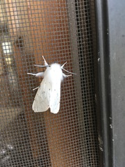 Spilosoma vestalis