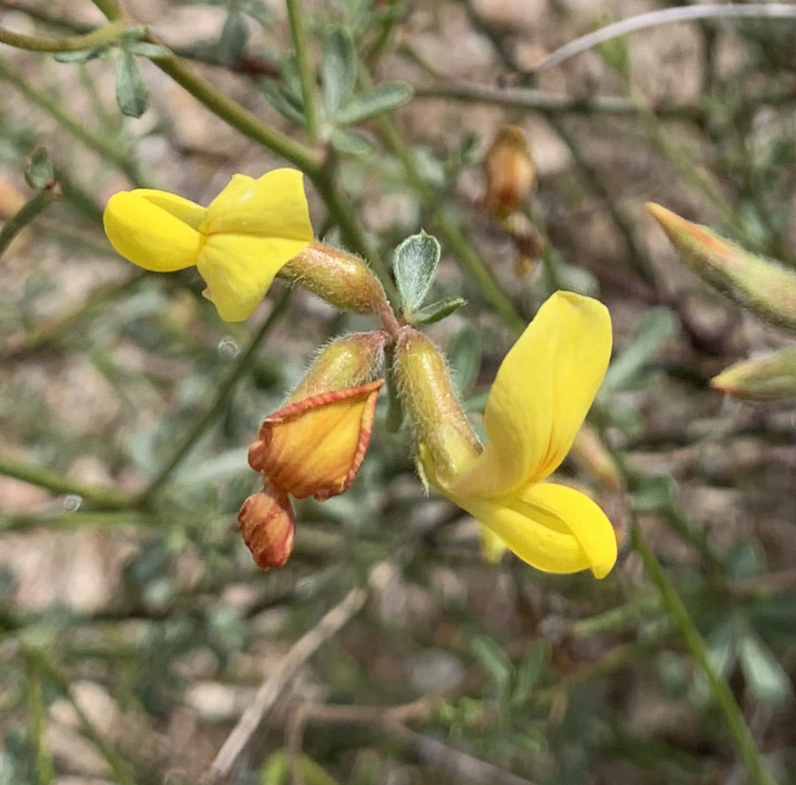 Acmispon rigidus