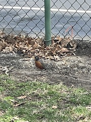 Turdus migratorius