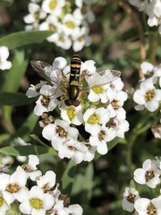Sphaerophoria sulphuripes