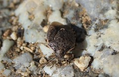 Holcostethus abbreviatus