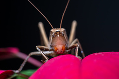 Neoconocephalus triops