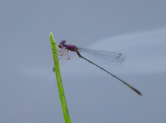 Enallagma dubium