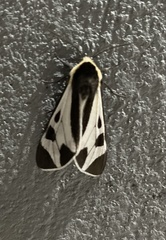 Dysschema centenaria