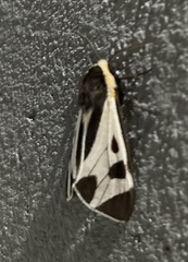 Dysschema centenaria