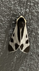 Dysschema centenaria