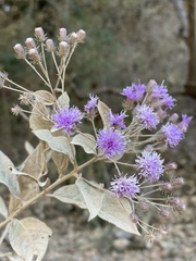 Vernonia bealliae
