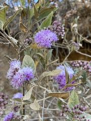 Vernonia bealliae