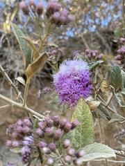 Vernonia bealliae