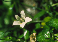 Lobelia carens