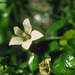 Lobelia carens