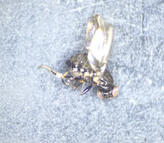 Aulacigaster mcalpinei