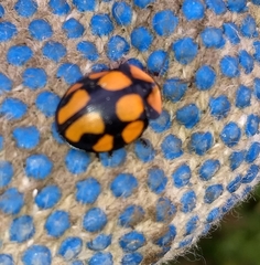 Botanochara octoplagiata