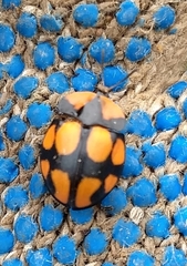 Botanochara octoplagiata