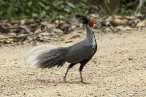 Kalij Pheasant