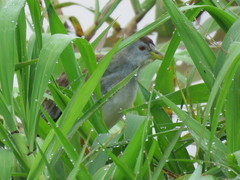Porphyrio flavirostris